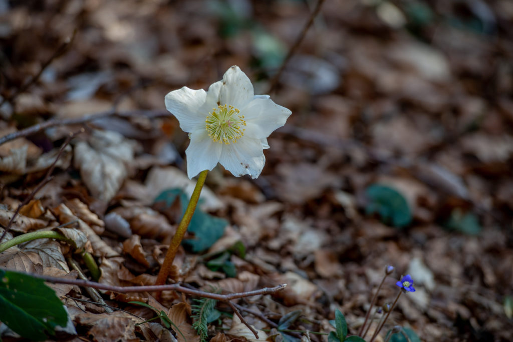 Elleboro con fiore bianco fiorito nel sottobosco