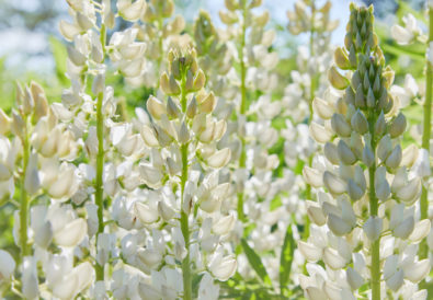 Fiori della pianta di lupino bianco