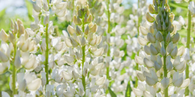 Fiori della pianta di lupino bianco