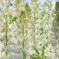 Fiori della pianta di lupino bianco