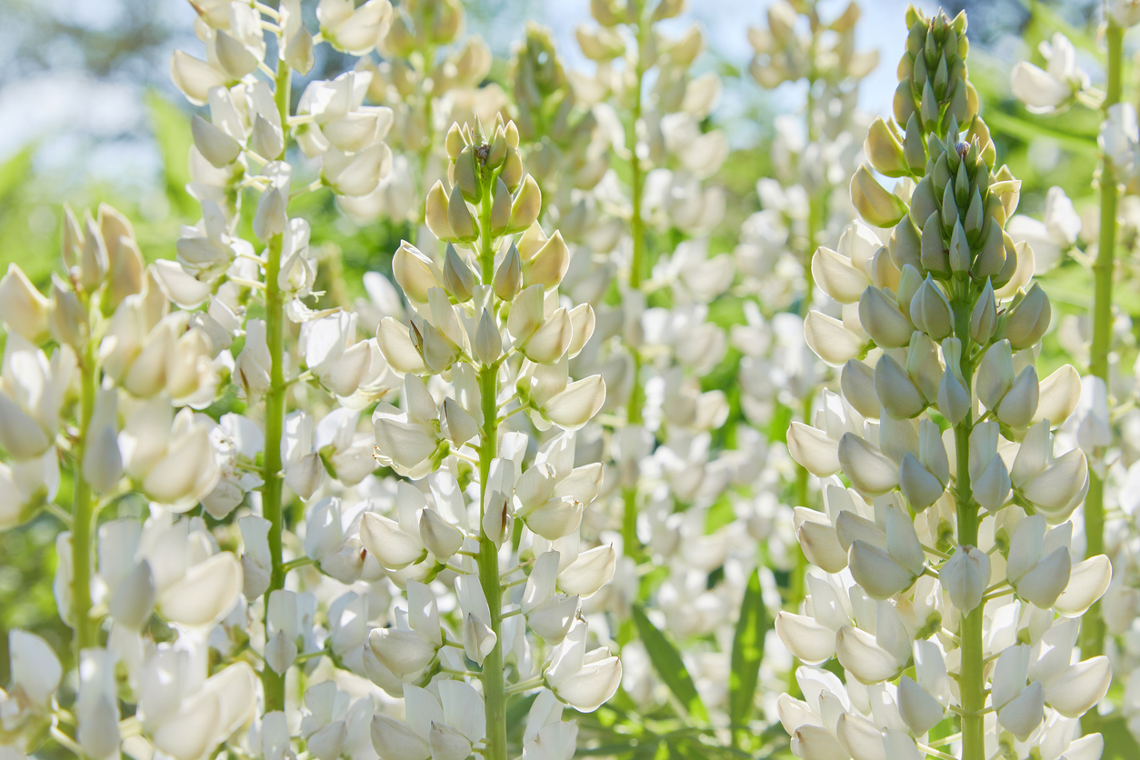 Fiori della pianta di lupino bianco