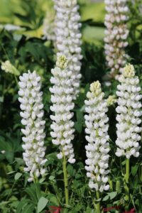 Pianta di lupino bianco
