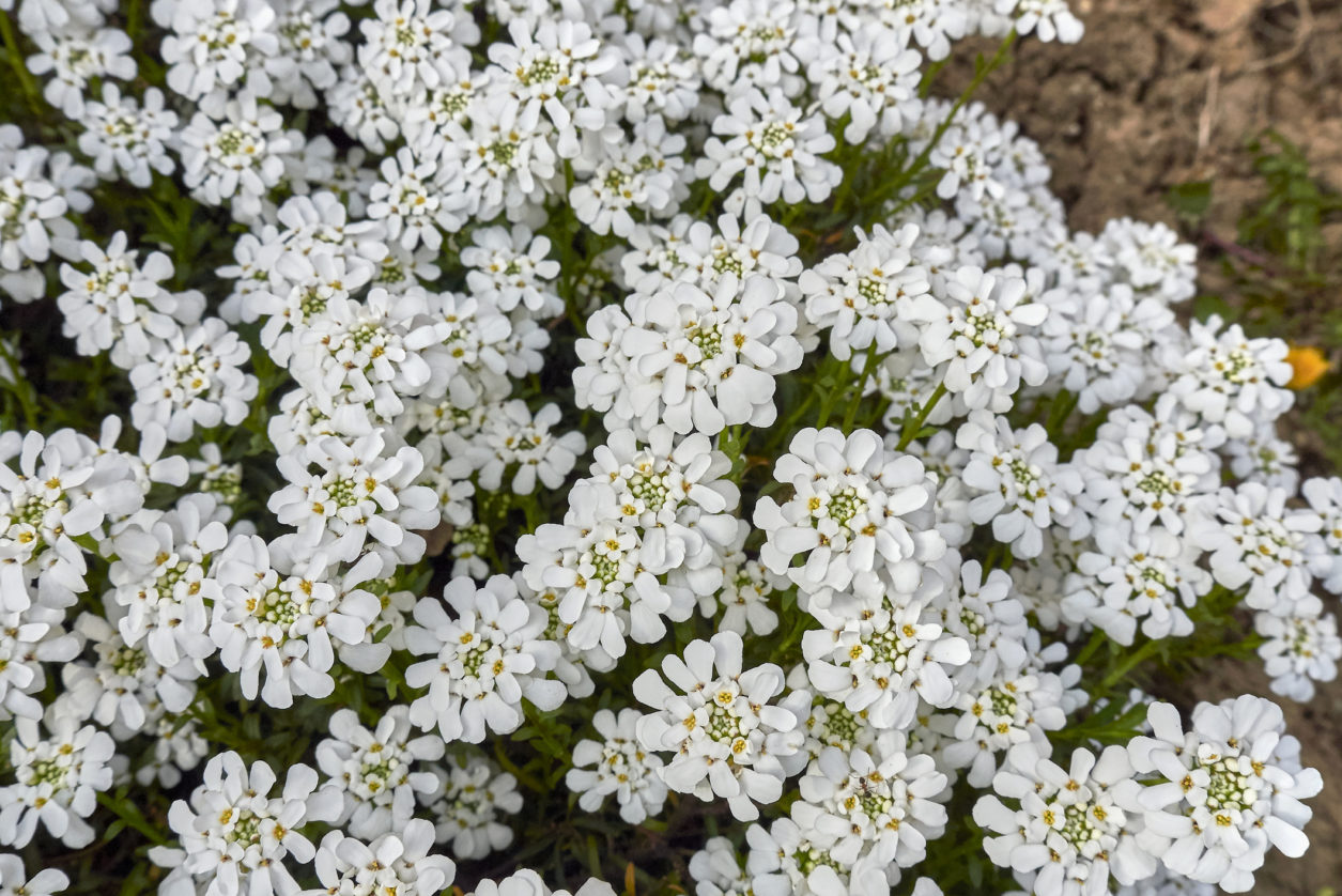 Iberis sempervirens in vaso