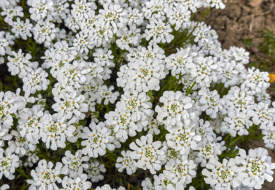 Iberis sempervirens in vaso