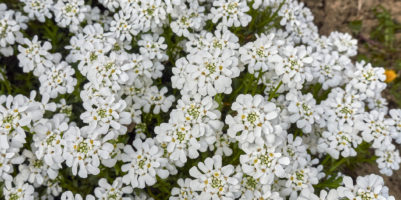 Iberis sempervirens in vaso