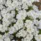 Iberis sempervirens in vaso