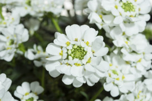 Iberis sempervirens in vaso come coltivare