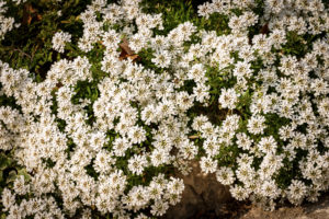 potatura Iberis sempervirens in vaso