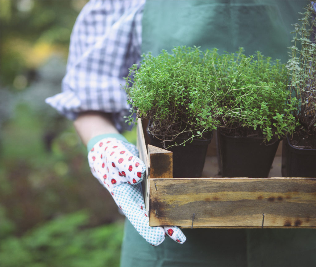 Semi per orto, piante aromatiche