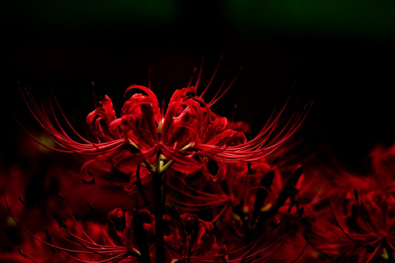 Fiore giglio ragno rosso giappone