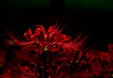 Fiore giglio ragno rosso giappone