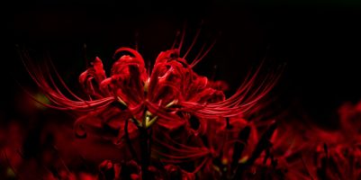 Fiore giglio ragno rosso giappone