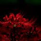 Fiore giglio ragno rosso giappone