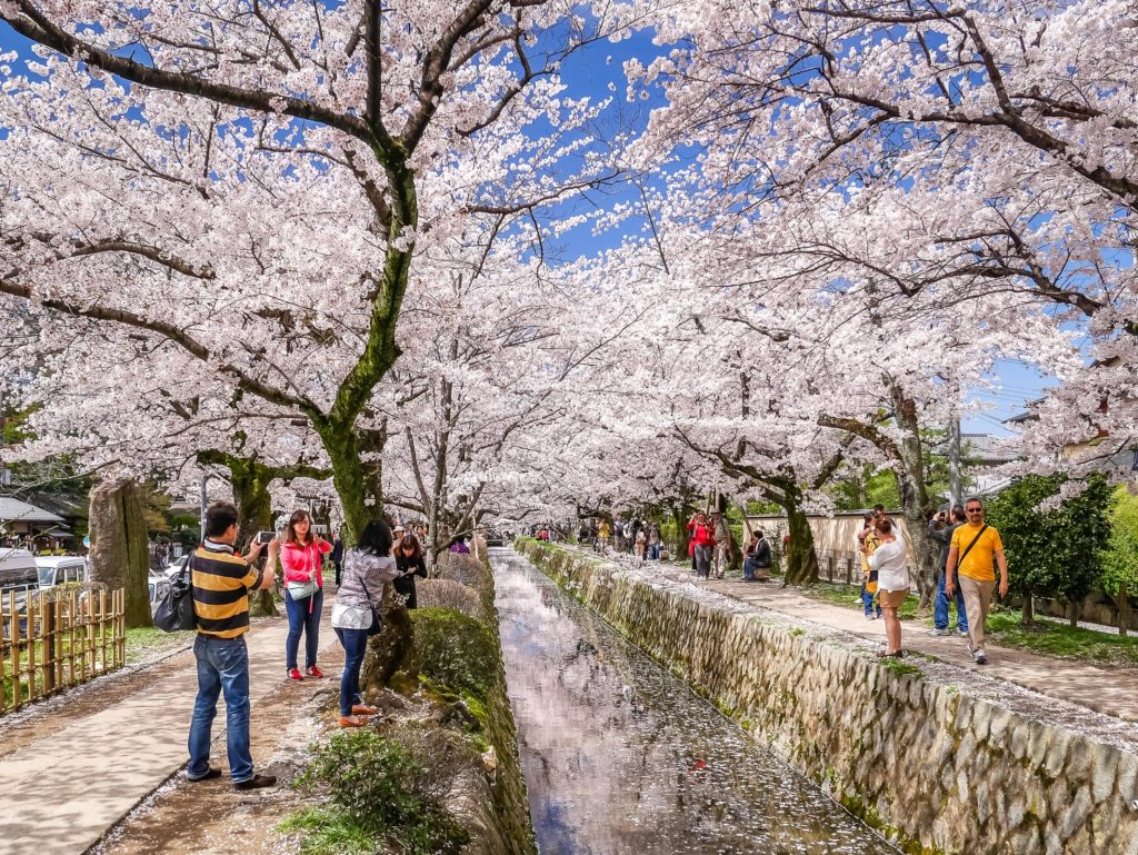 riva del fiume con i giardini sakura