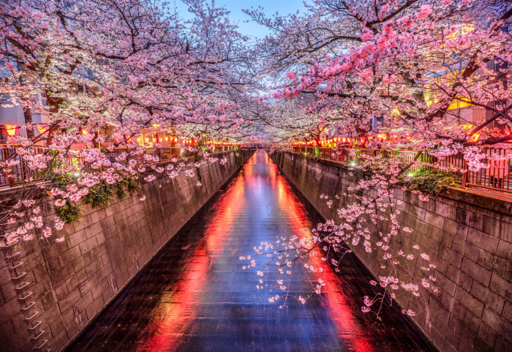 riva del fiume con i giardini sakura