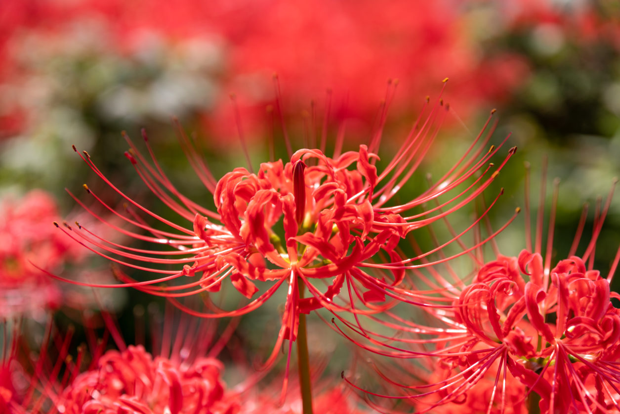 Lycoris Radiata coltivazione