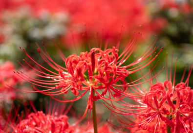 Lycoris Radiata coltivazione