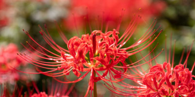 Lycoris Radiata coltivazione