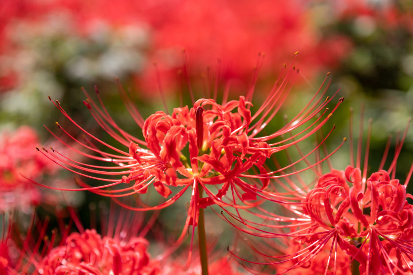 Lycoris Radiata coltivazione