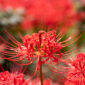 Lycoris Radiata coltivazione