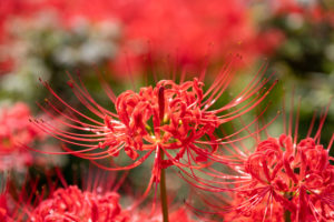 Lycoris radiata leggende