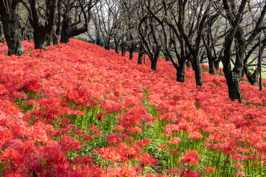 Lycoris Radiata coltivazione