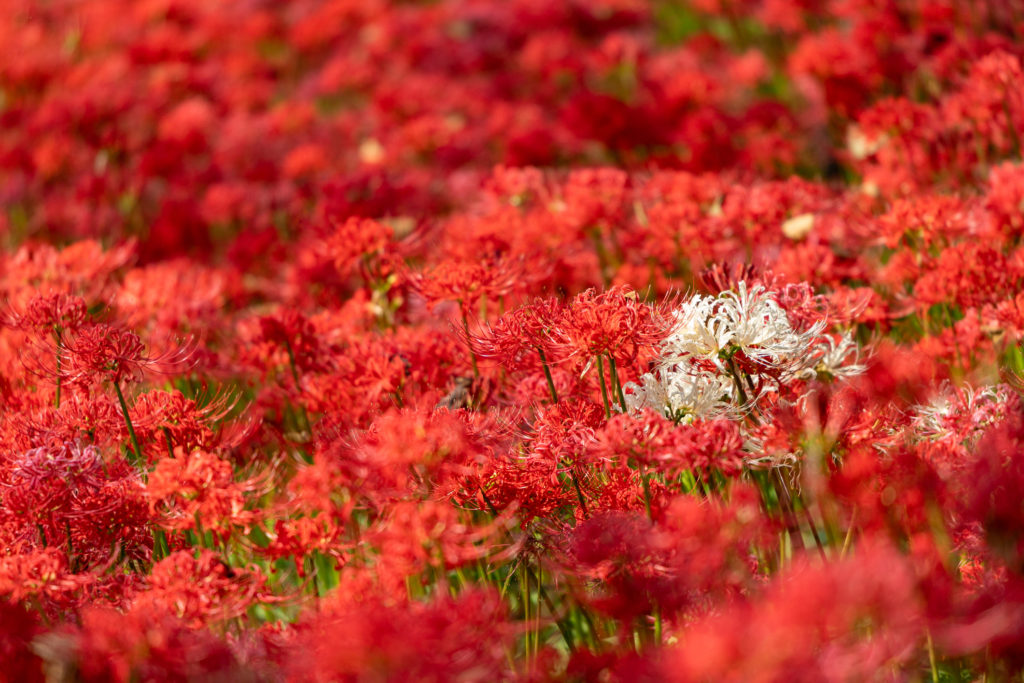 Campo di giglio del ragno rosso