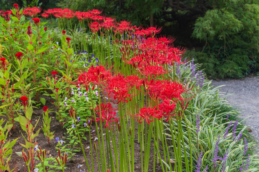 Lycoris Radiata coltivazione