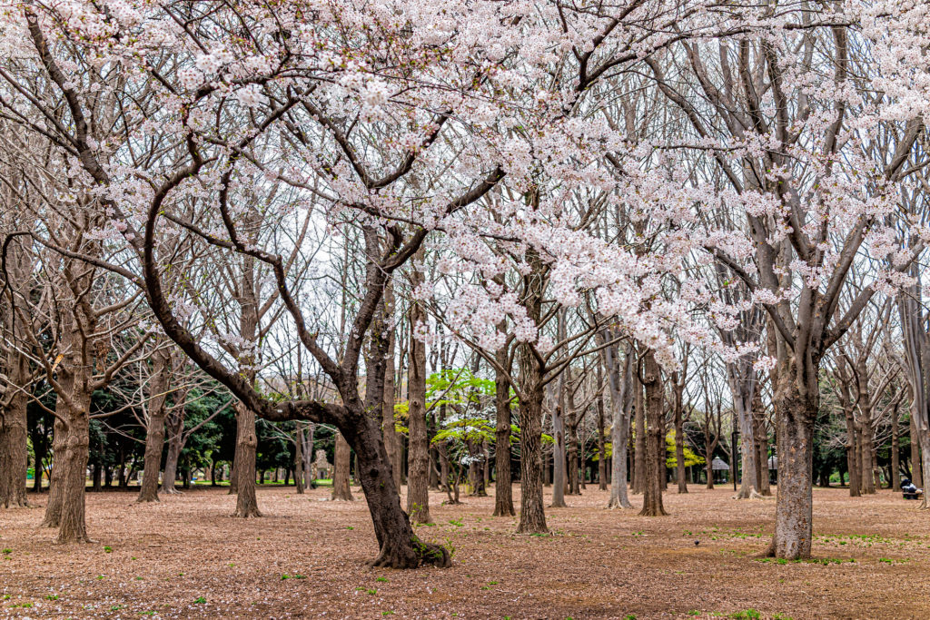 i giardini sakura