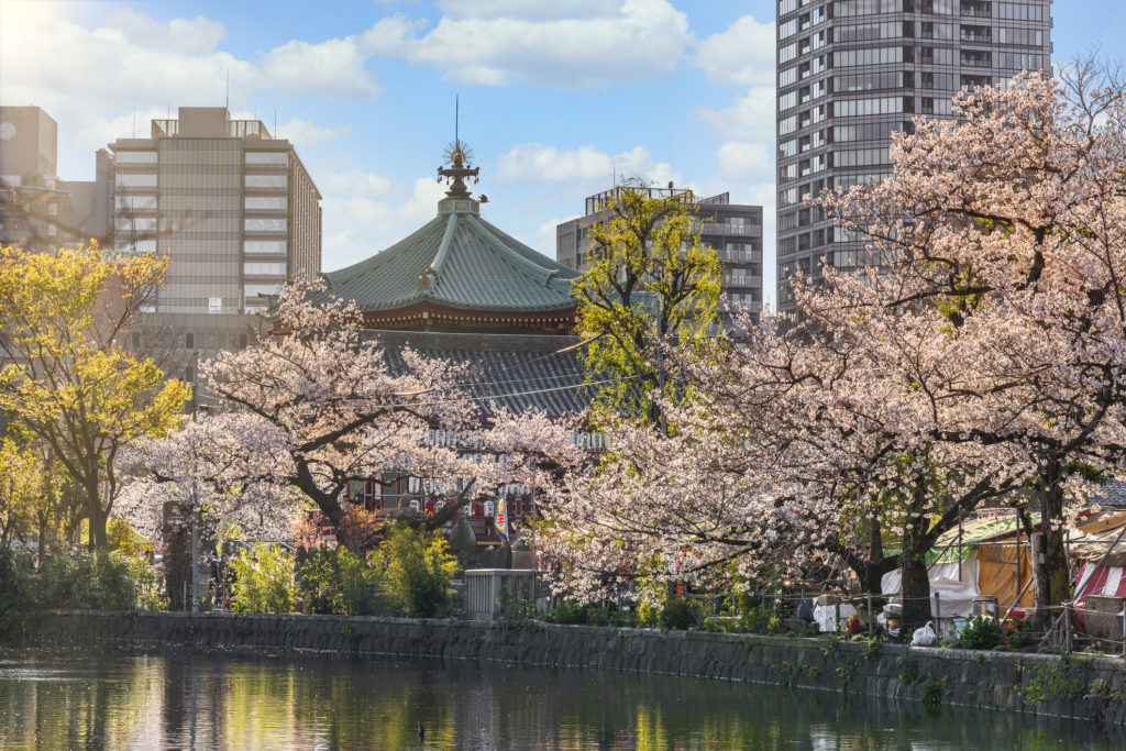 i giardini sakura