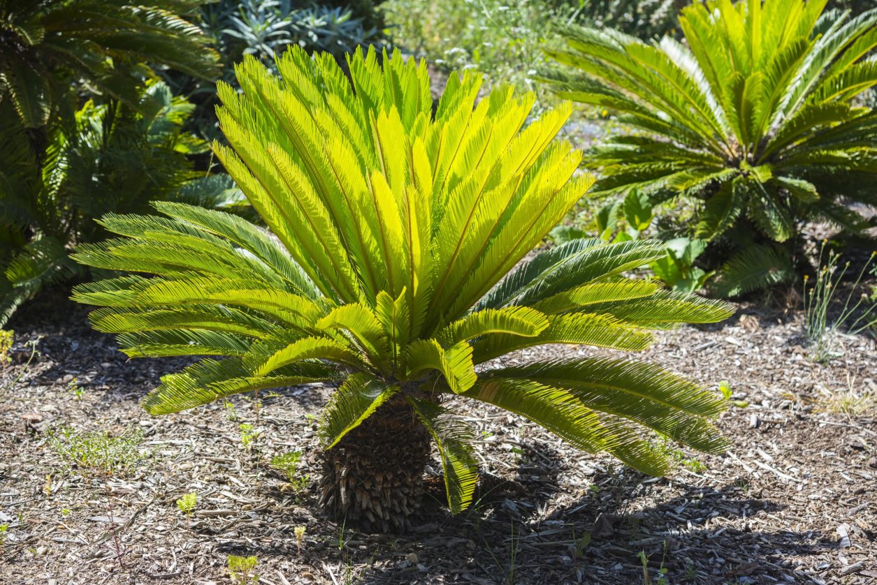 cycas la pianta coltivazione