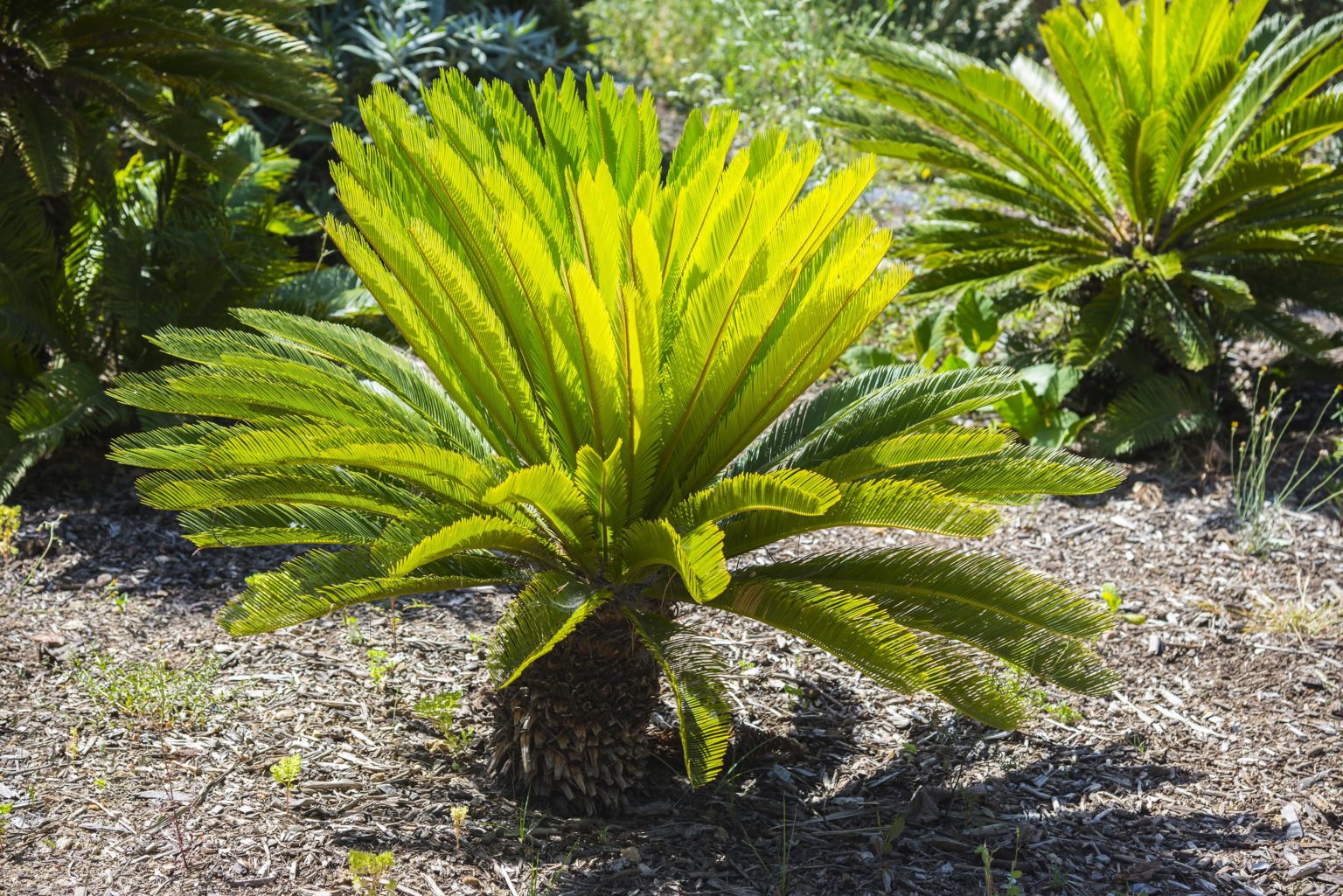 Pianta D'appartamento Livistona (Palma Tropicale) | Altezza 30-40 Cm (vaso 12 Cm Incluso) | Regalo Vivente