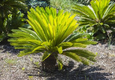 cycas la pianta coltivazione