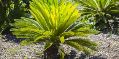 cycas la pianta coltivazione