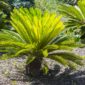 cycas la pianta coltivazione