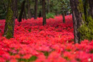 campo di lycoris radiata 03