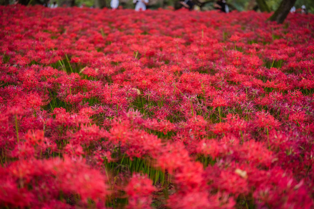 campo di lycoris radiata 02