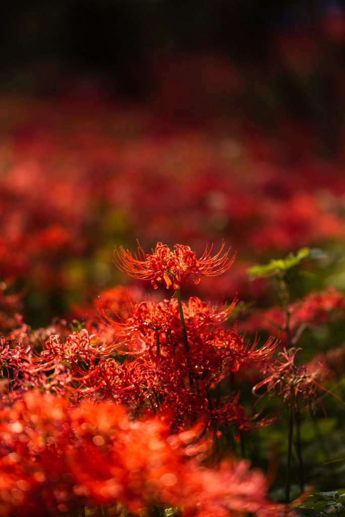 campo di lycoris radiata 04