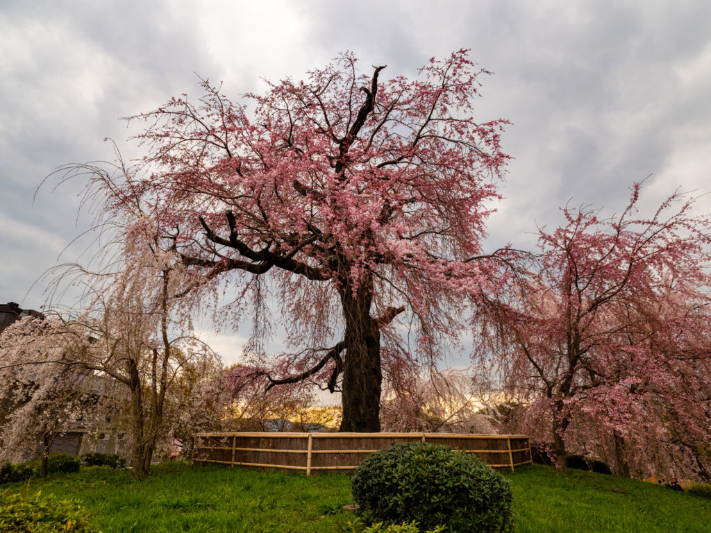 i giardini sakura