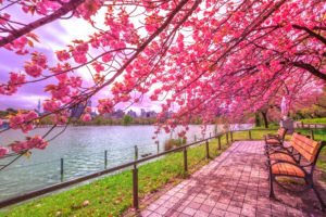 i giardini sakura