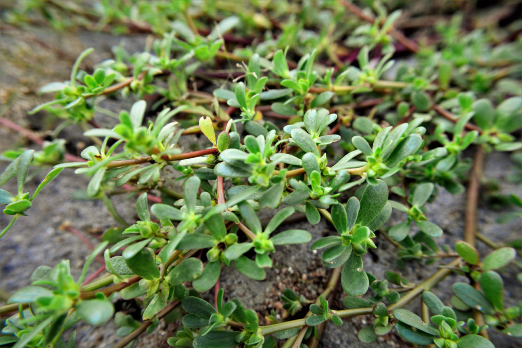 Pianta officinale di portulaca tra i sassi