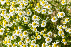 Pianta officinale di camomilla in fiore