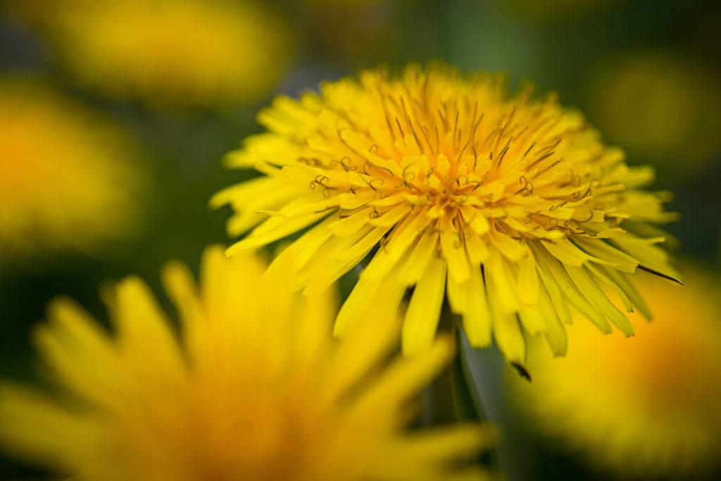 Pianta officinale di tarasacco in fiore