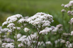 Pianta officinale di valeriana fiorita