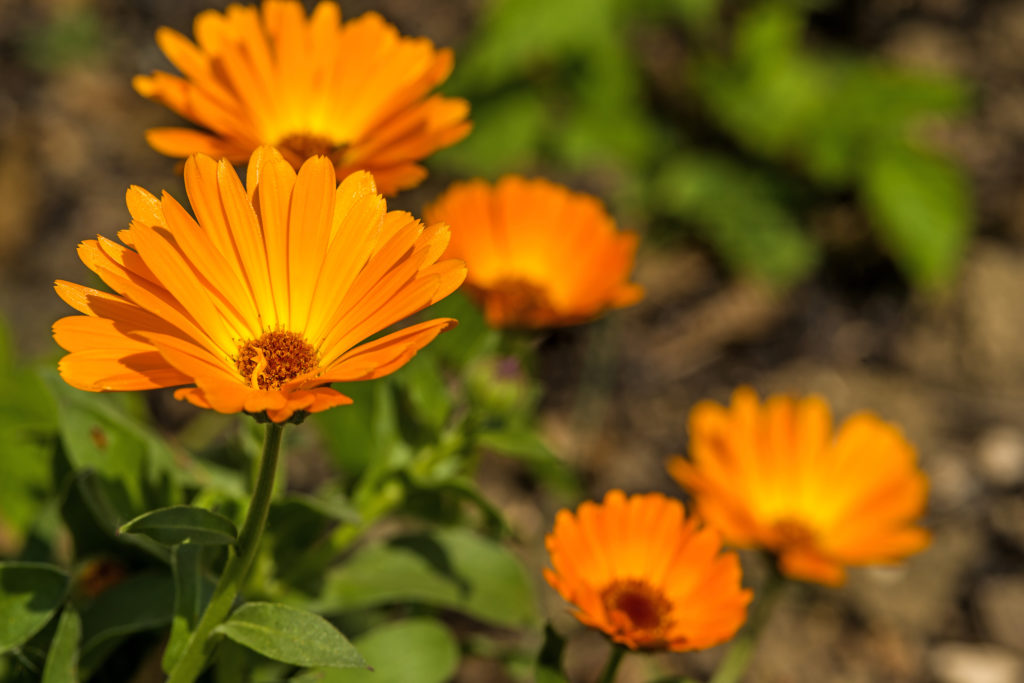 Pianta officinale di calendula