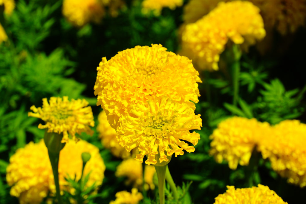 Pianta officinale di crisantemo in fiore