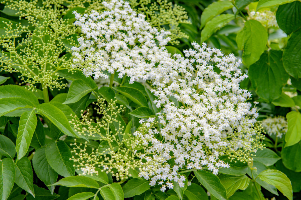 Pianta officinale di sambuco in fiore