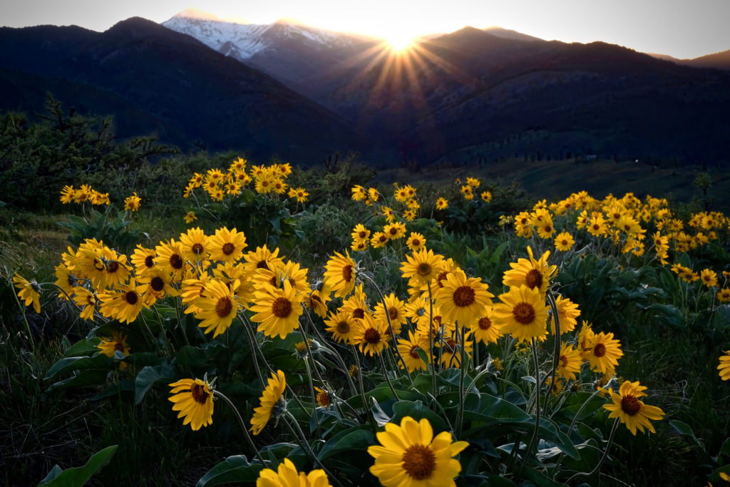 Pianta officinale di arnica in un campo