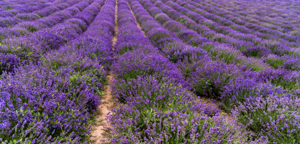 Un campo di lavanda e il suo avvolgente profumo