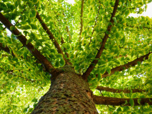 Alberi antismog ginko Biloba